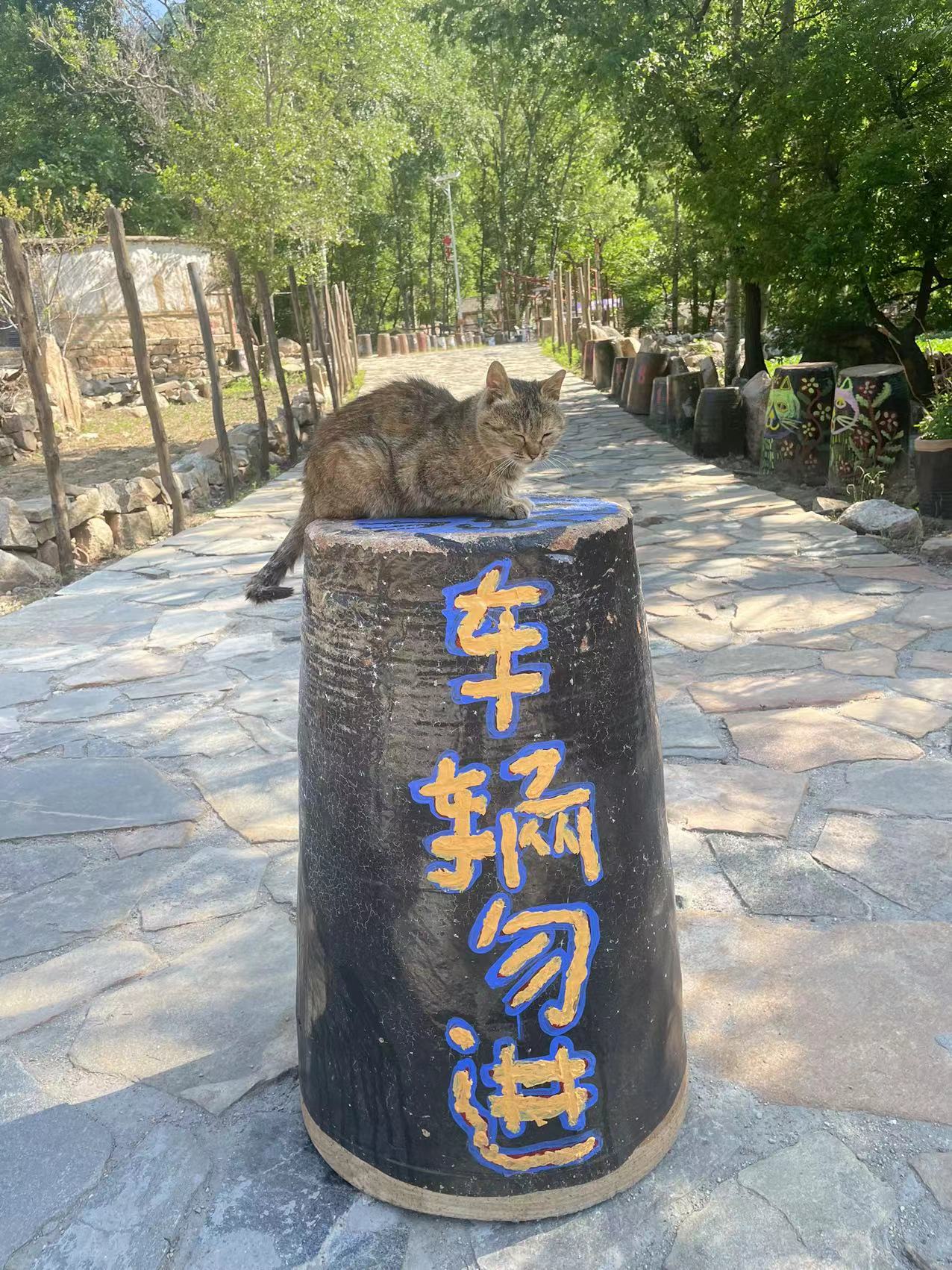 保定猫村志愿活动 1